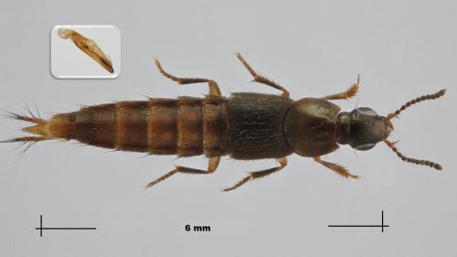 Quedius lucidulus